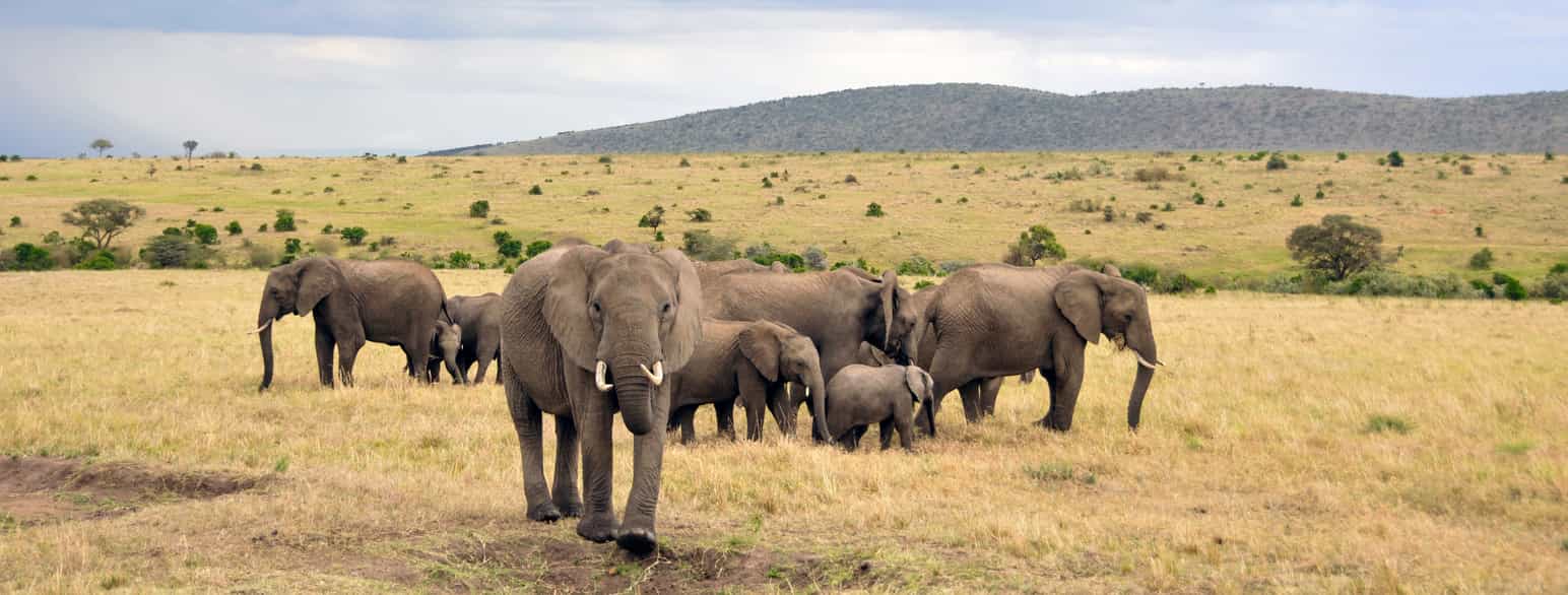 En liten flokk elefanter, både voksne og unger på en slette med gress. Foto