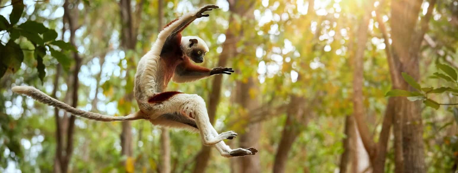En lemur i lufta i en skog. Den har rødbrun og hvit pels og en lang hale. Foto