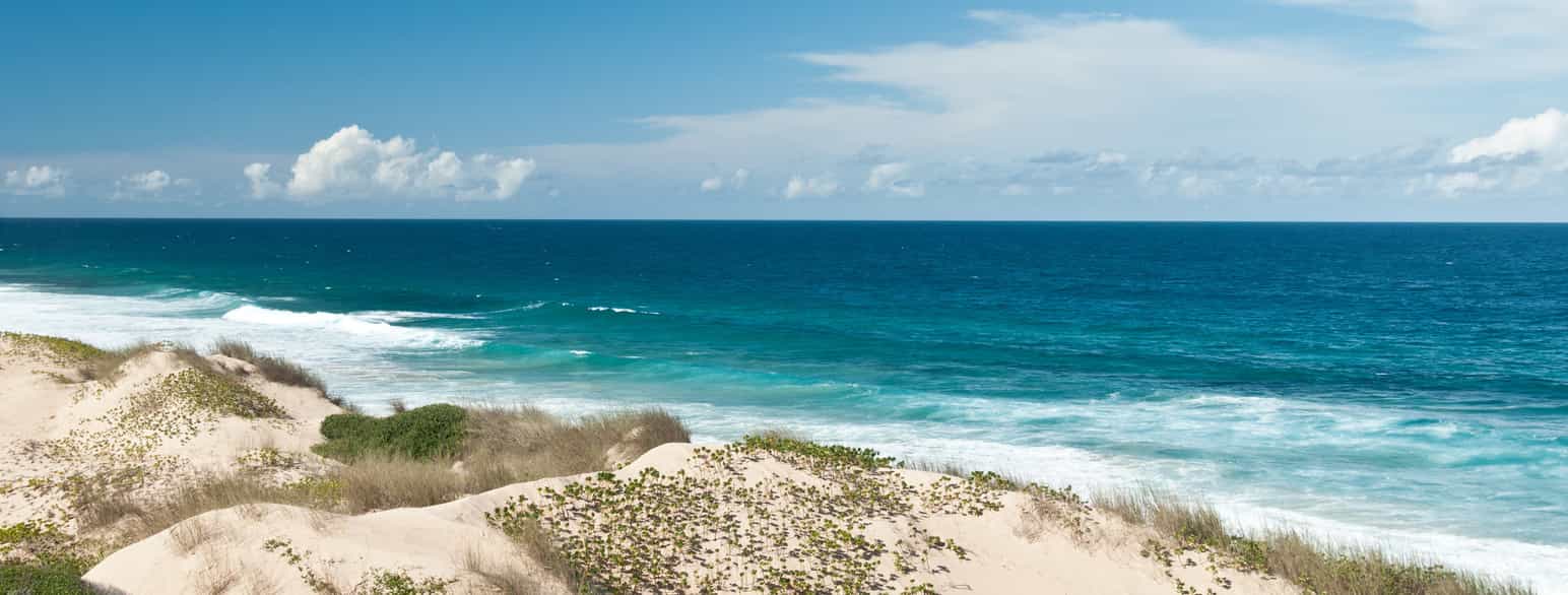 En sandstrand med hvit sand og noen strandplanter i sanden. Blått hav med litt bølger. Foto