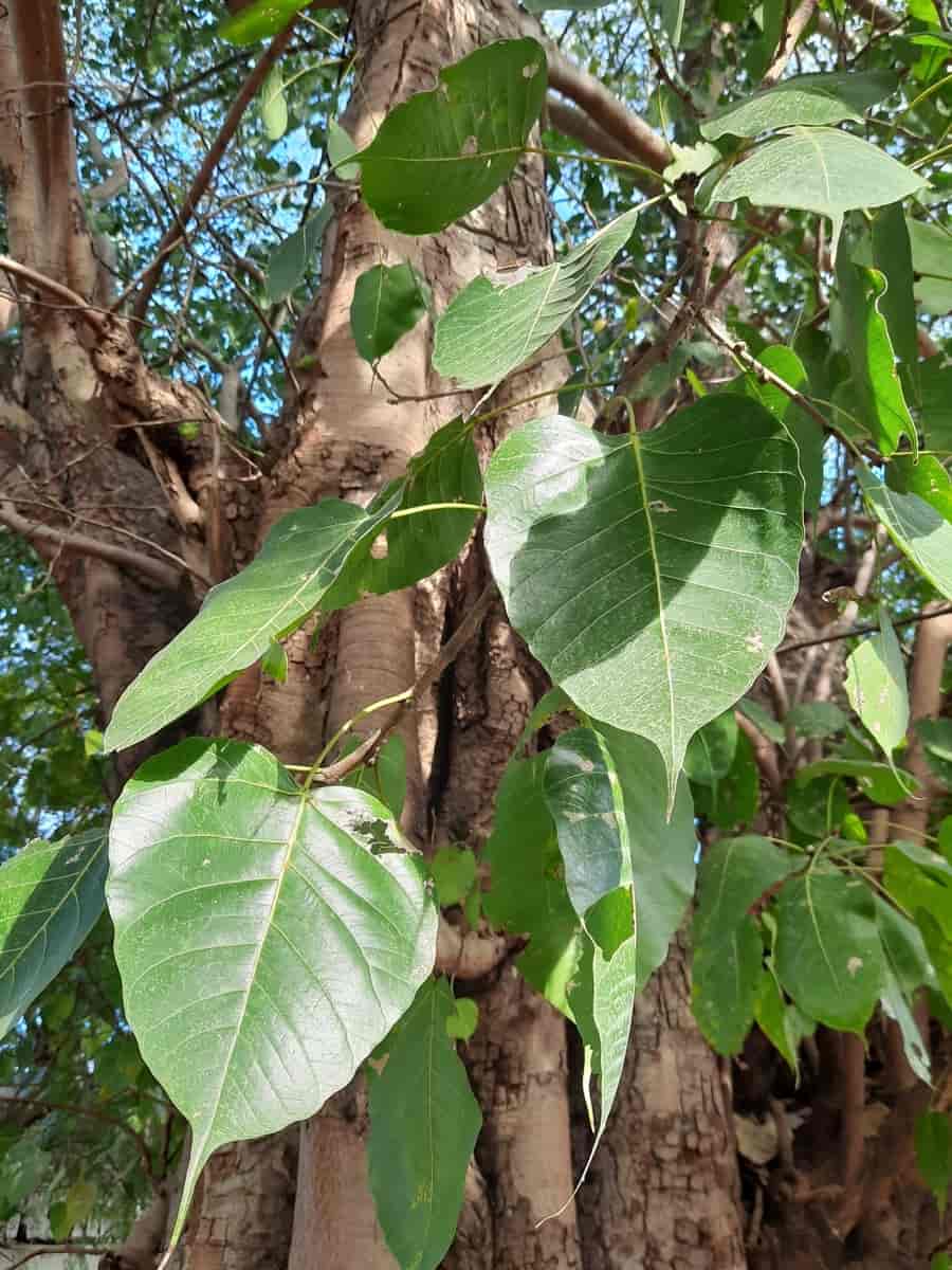 gudefiken (Ficus religiosa)