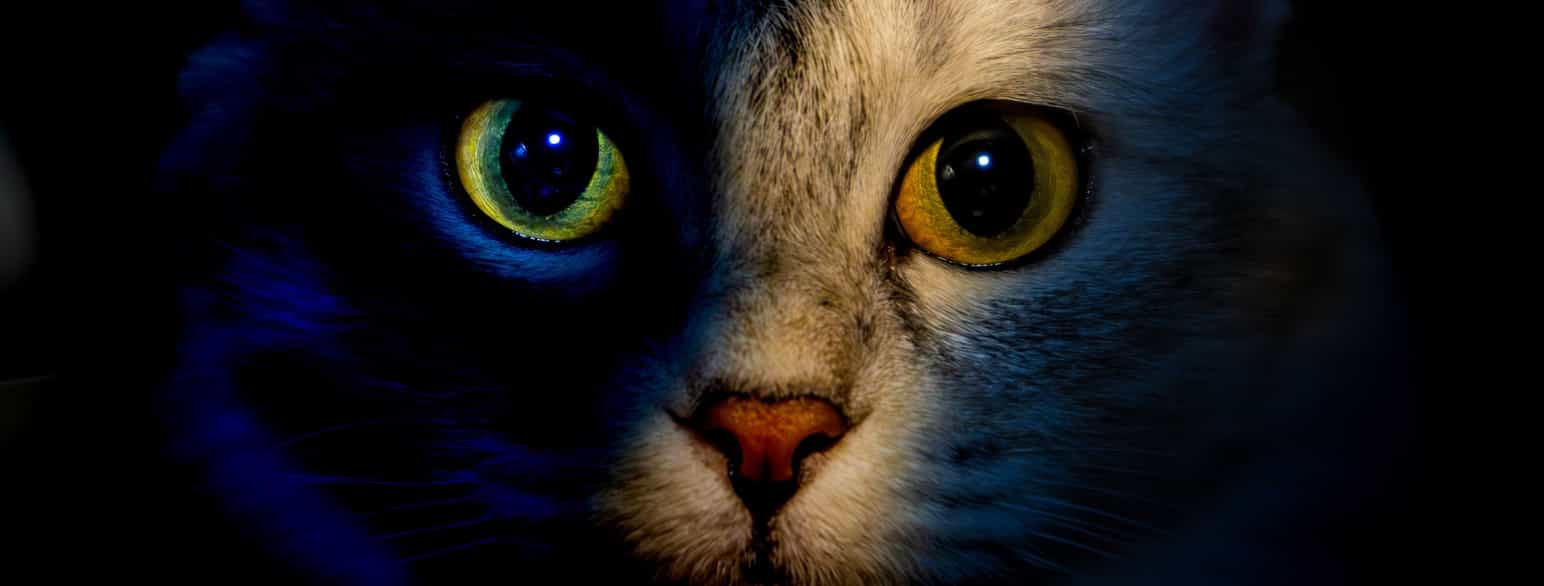 Fotografi av katt med et øye i lys, og ett i mørke. Øyet i mørket reflekterer også lys, og ser ut som at det lyser. Dette er en tilpasning til mørke, for å samle mer lys til øynene.