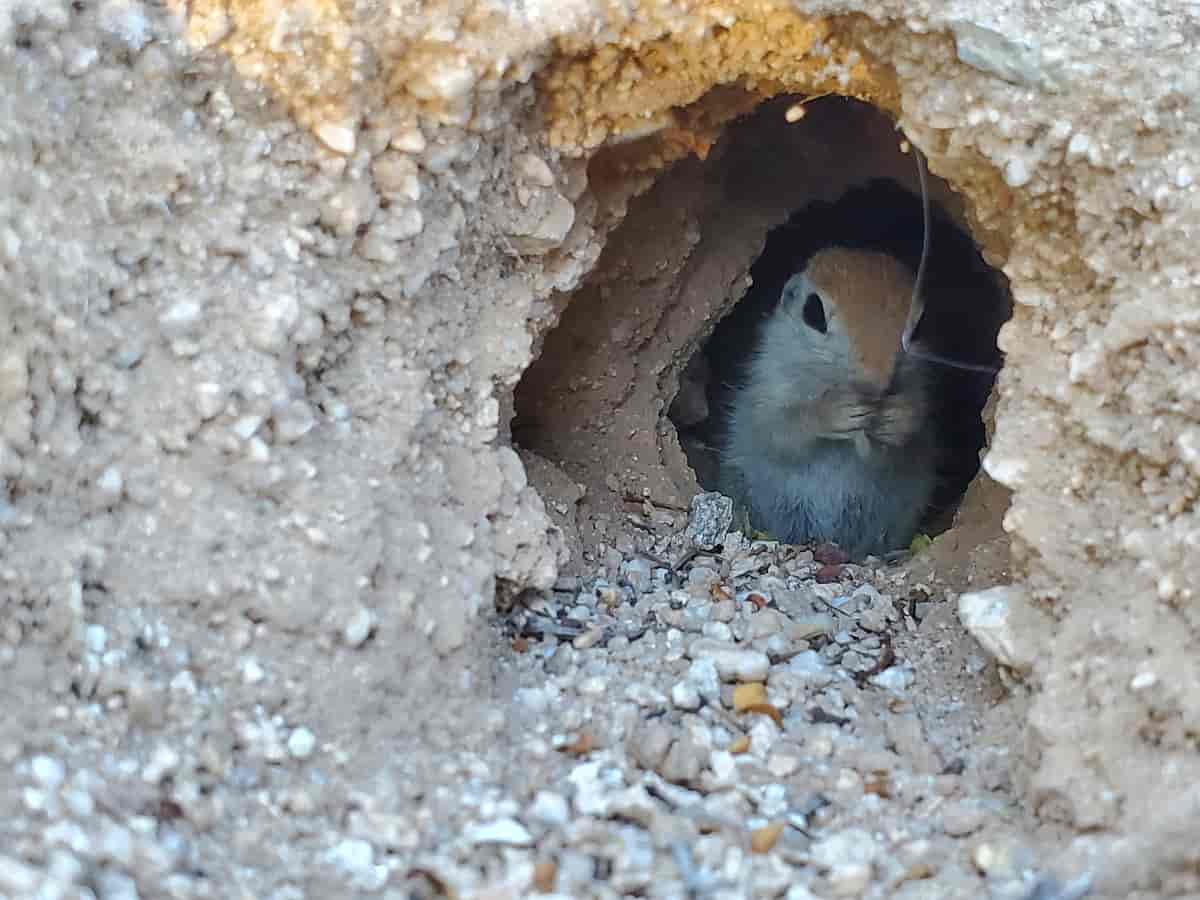 Fotografi av jordekorn som sitter i inngangen til en liten hule i sandgrunn.