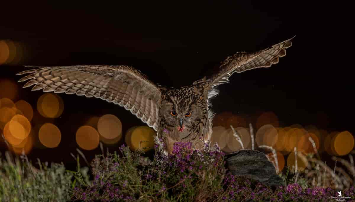 Fotografi av hubro i mørket, med vingene utslått, tydelig på vei for å fange et bytte.