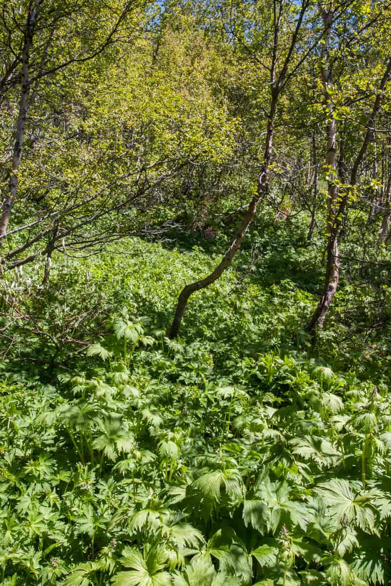 Høgstaudeskog med dunbjørk