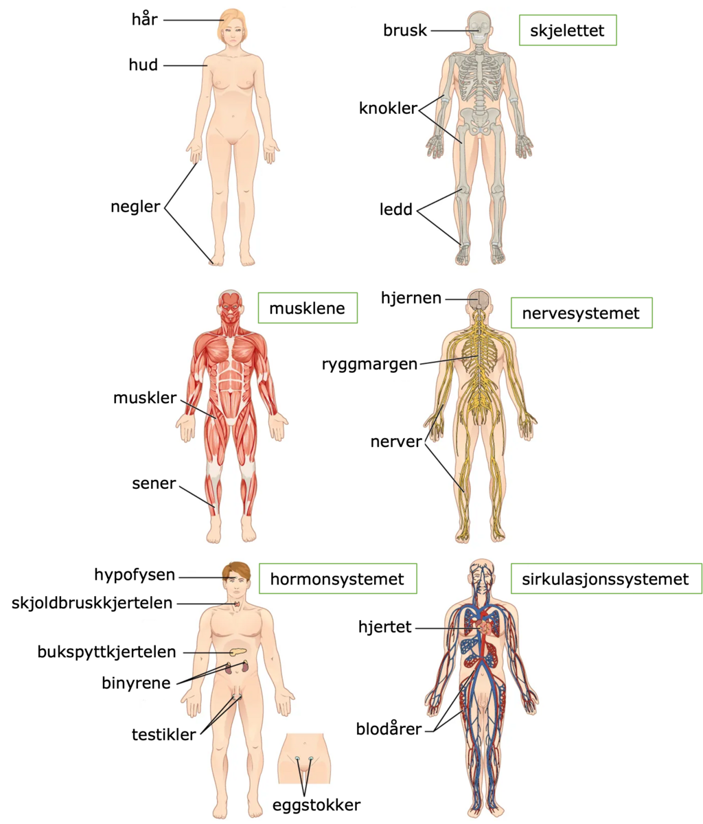 Illustrasjon som består av seks kropper med ulike organsystemer forklart. 