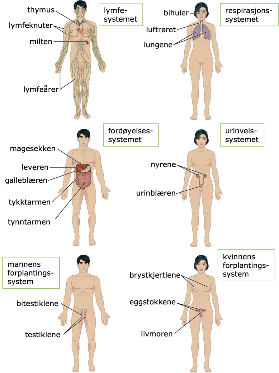 Illustrasjon som består av seks kropper med ulike organsystemer forklart. 
