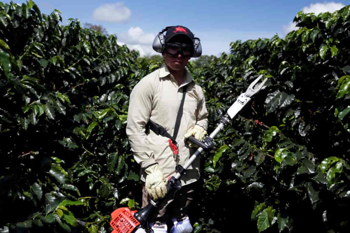 Foto av innhøsting av kaffefrukten
