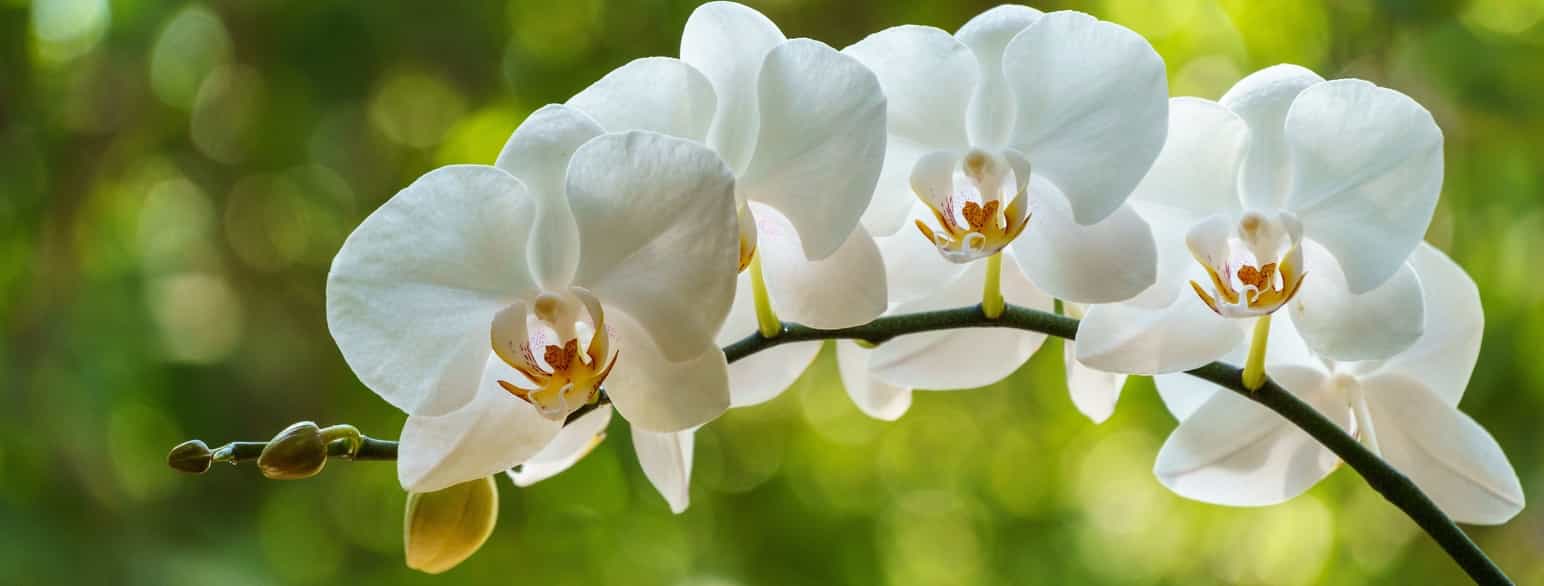 Gren av orkidé med flere hvite blomster. 