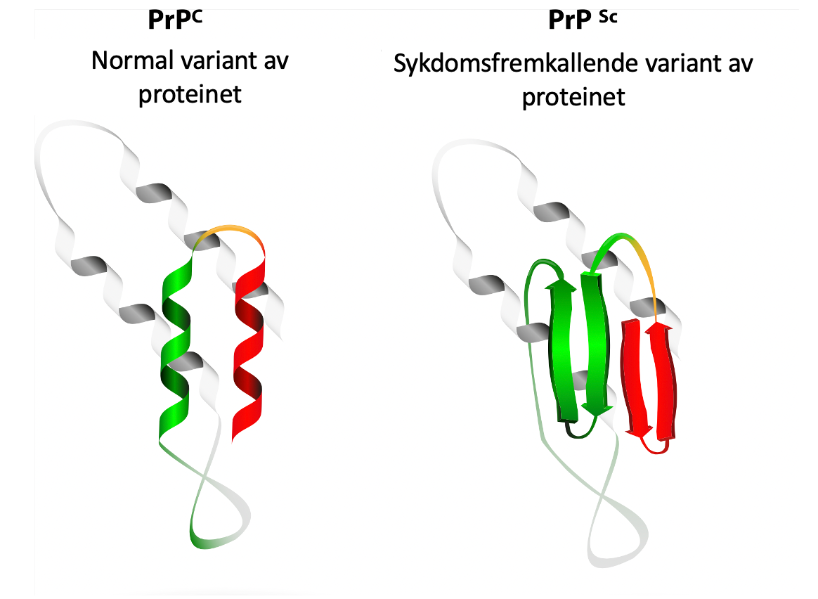 Prionprotein