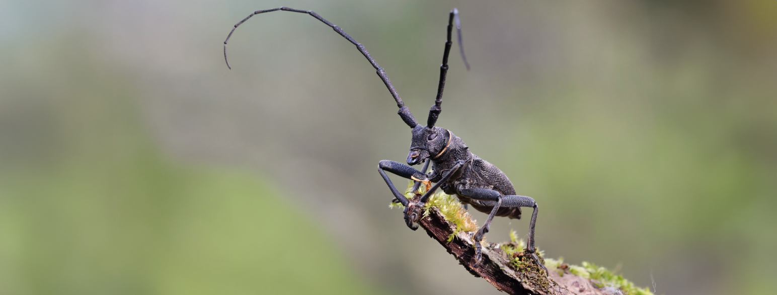En sort bille sitten på en kvist og holder antennene høyt til værs. 