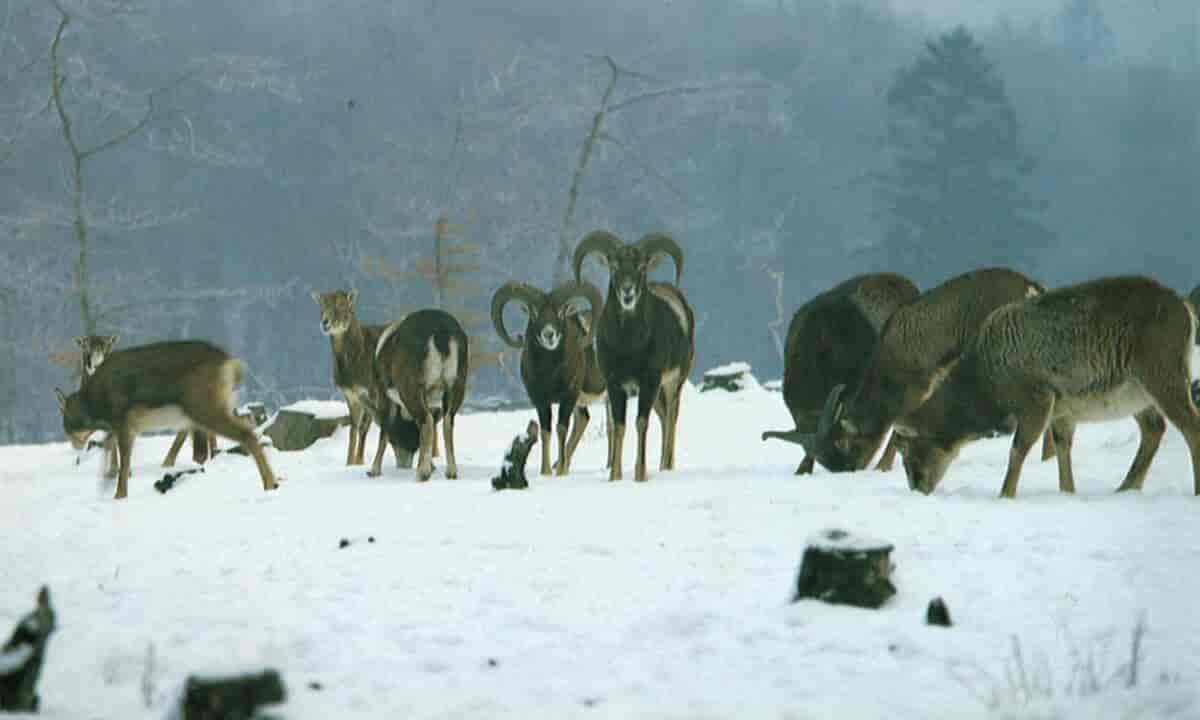 Foto av brune sauer som beiter i et snødekt landskap.