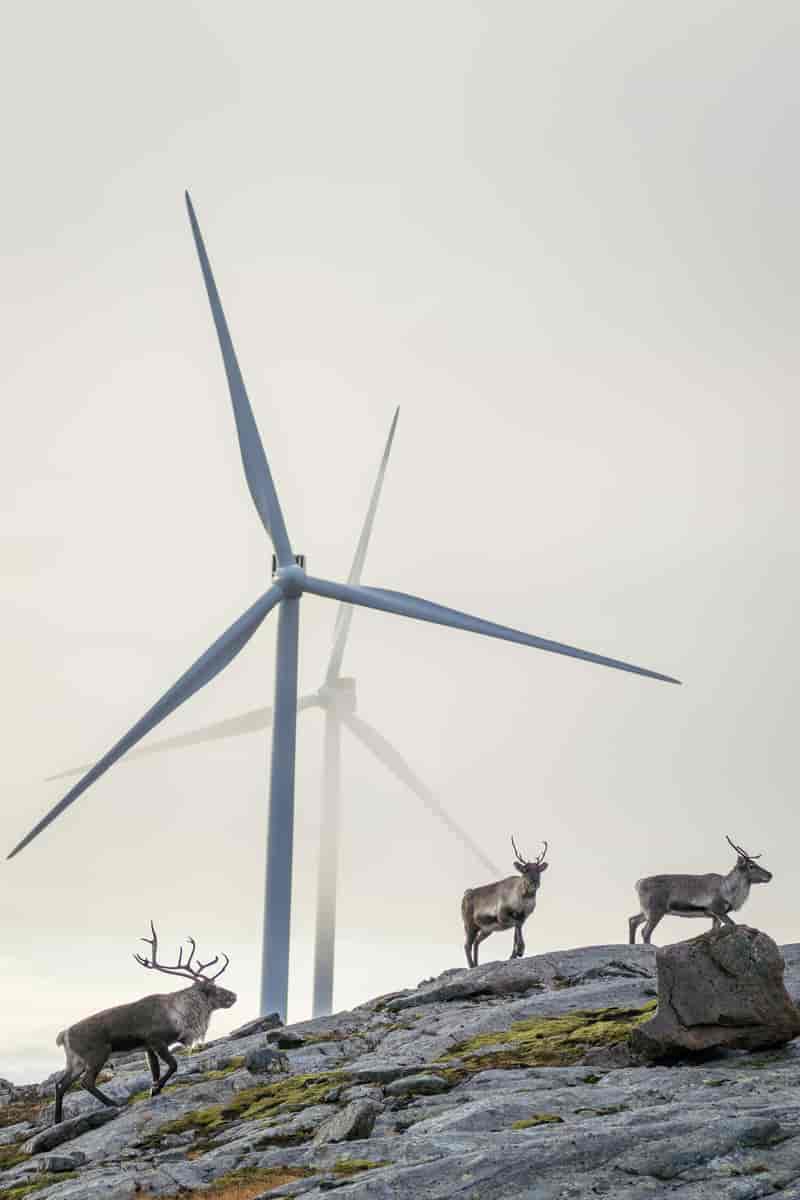 Fotografi av reinsdyr rundt vindmøllene på Storheia vindpark