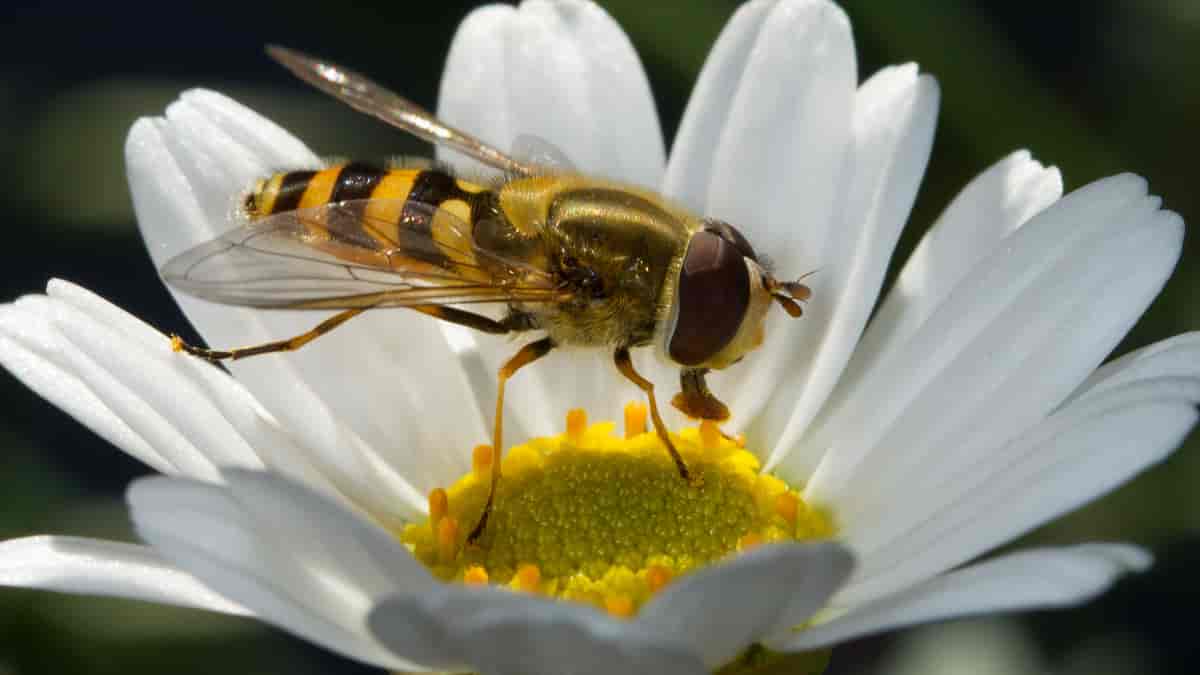 Blomsterflue ligner litt på veps med gul og sort kropp. Her er en blomsterflue på en prestekrage. 