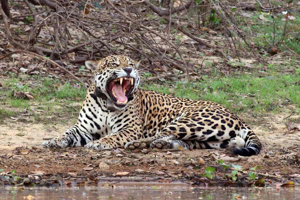 Foto av jaguar