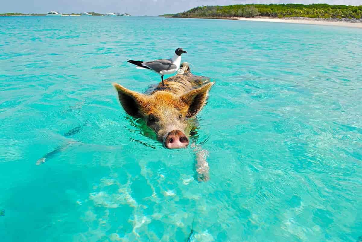 Foto av gris og måke i vannet