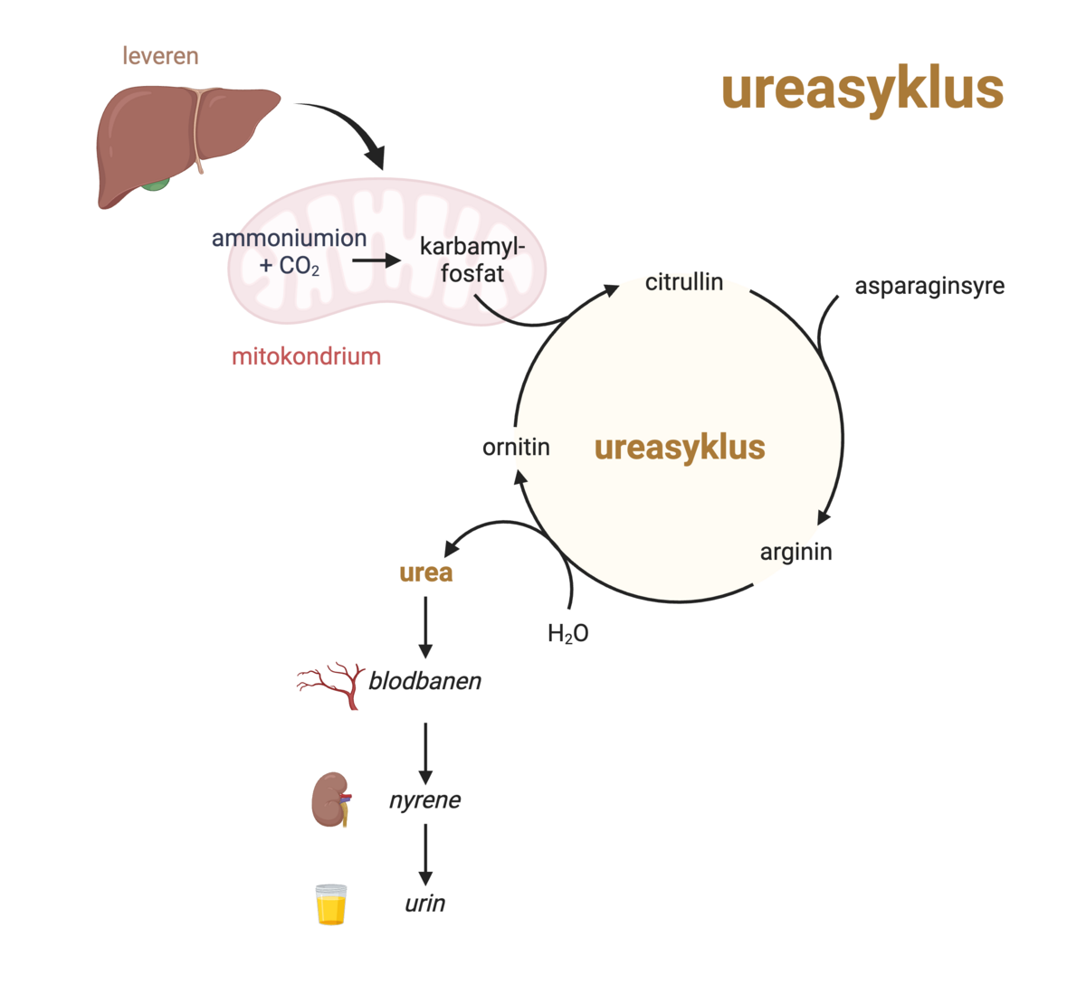 Ureasyklus