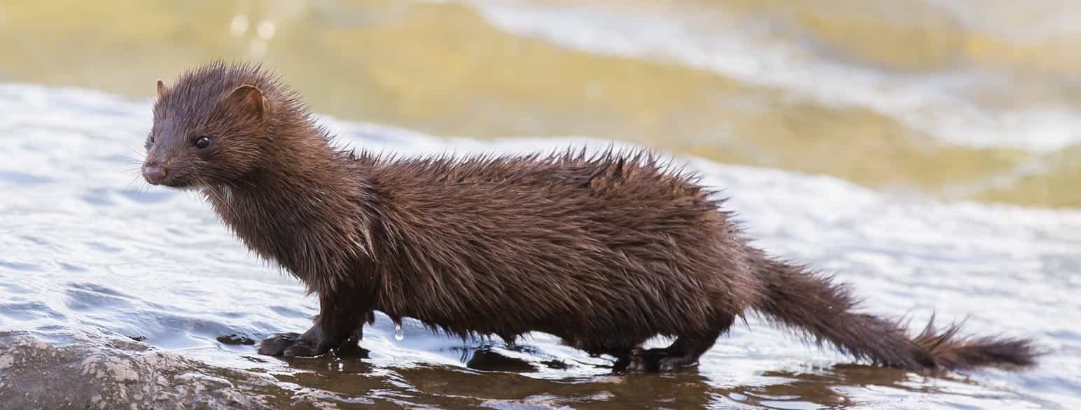 Eit lite, brunt dyr som står i vatn. 