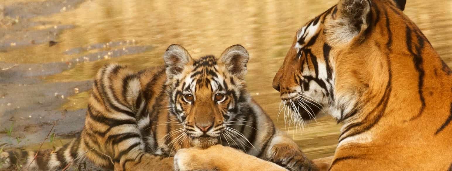 Foto av en tigerunge som ligger på land, mens moren ligger i vann ved siden av. 