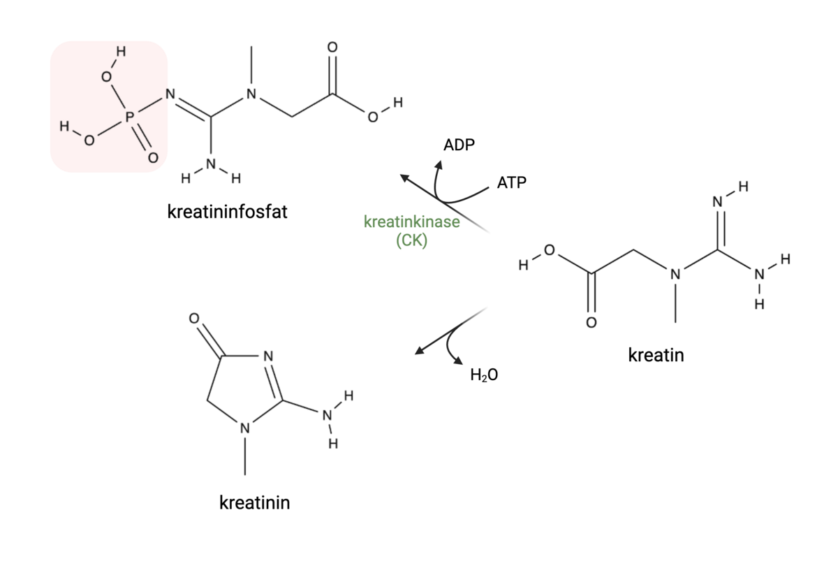 Kreatin, kreatinin og kreatinfosfat