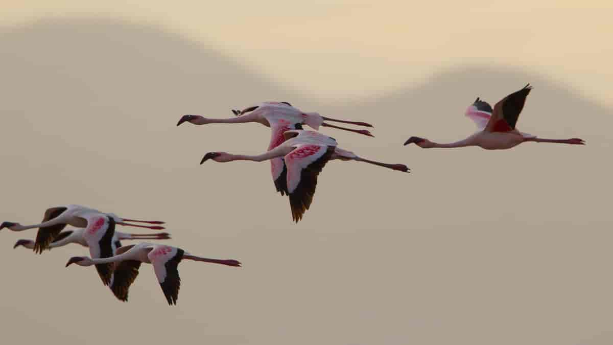 Dvergflamingo, Natronsjøen Tanzania. The lesser flamingo (Phoeniconaias minor)