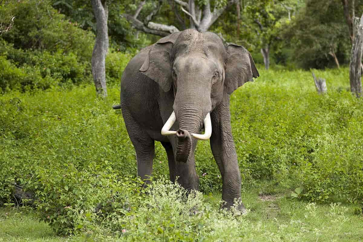 Asiatisk elefant med støttenner, fotografert forfra i helfigur, i et skoglandskap.