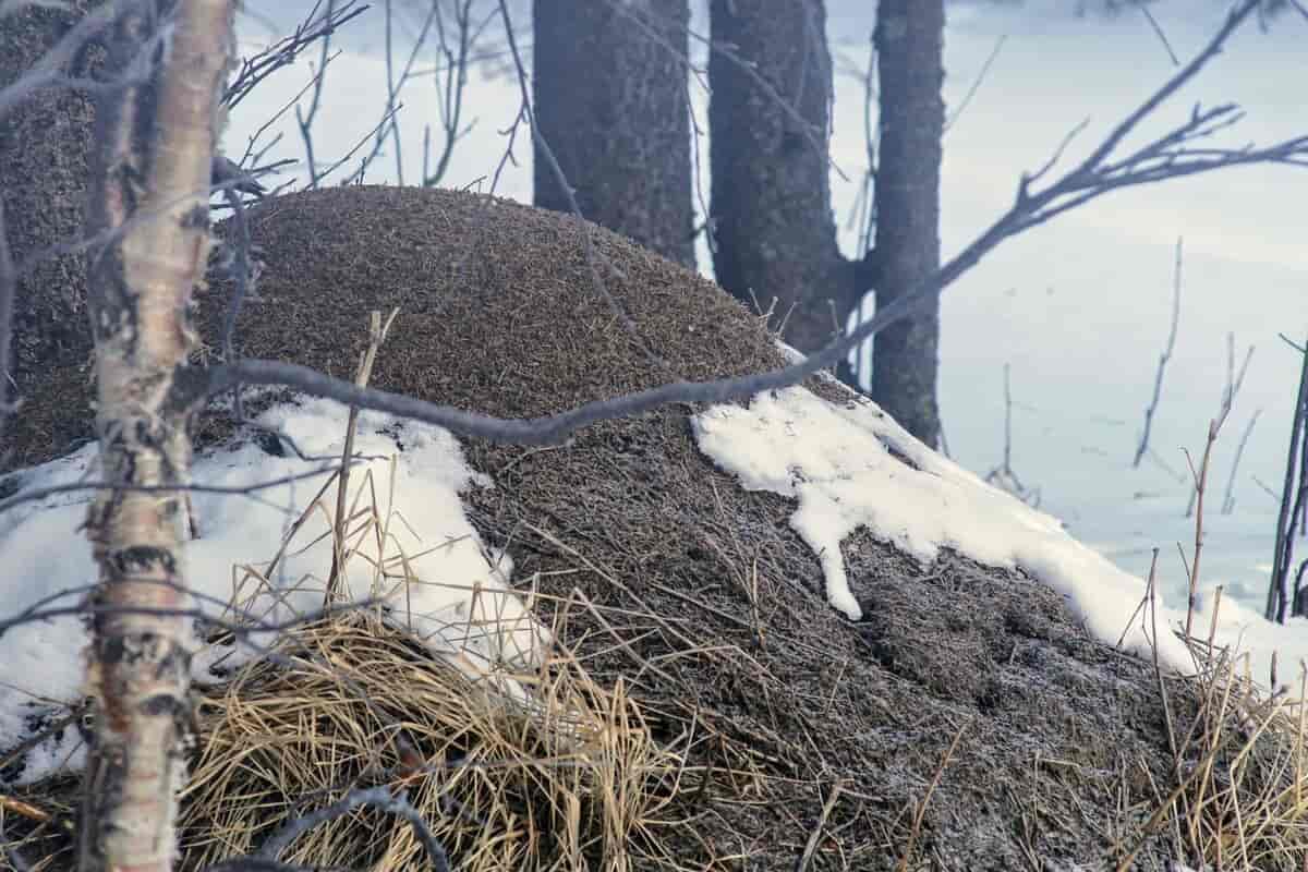 Fotografi av maurtue med flekkvis snødekke.