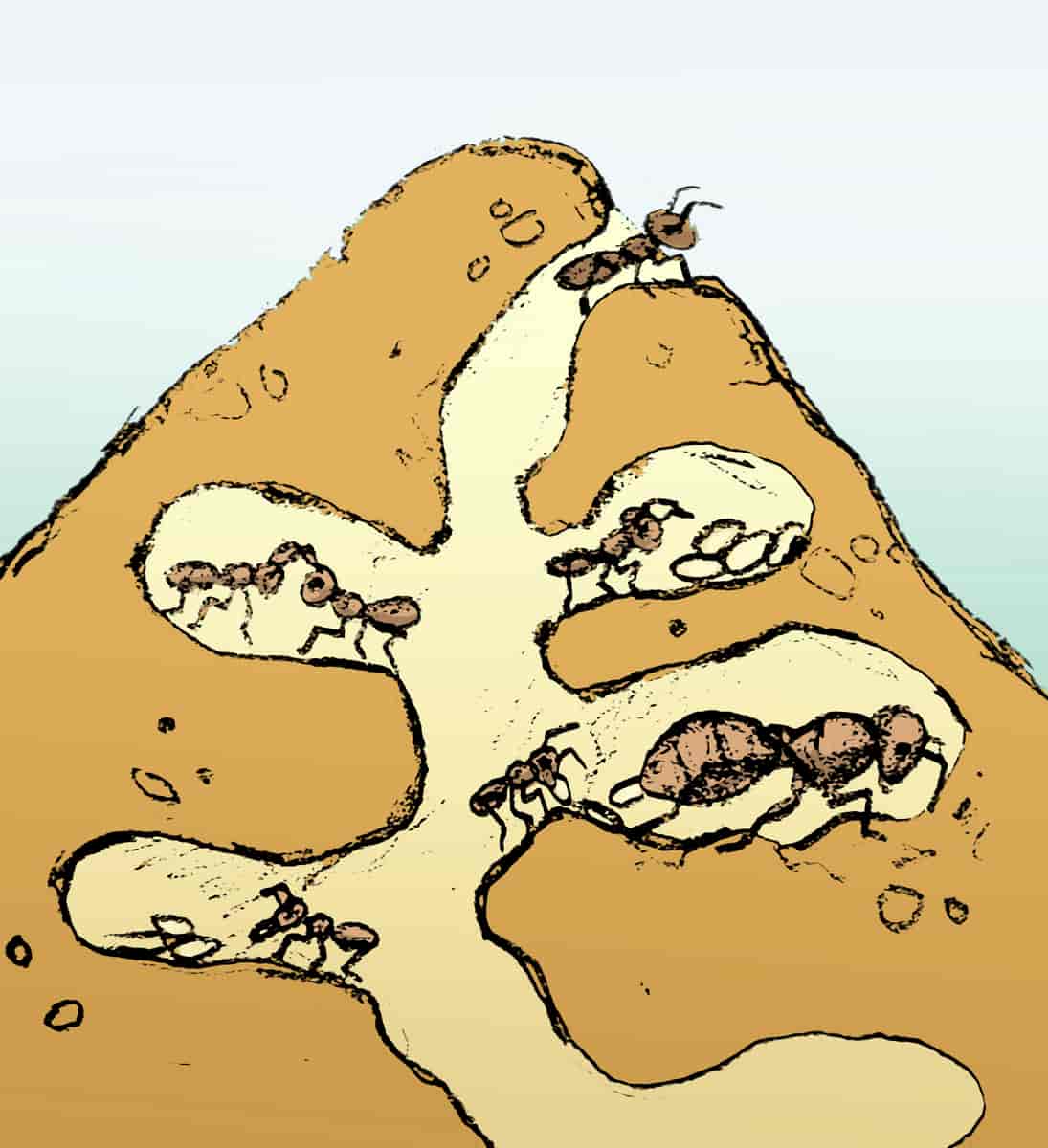 Illustrasjon av innsiden av en maurtue