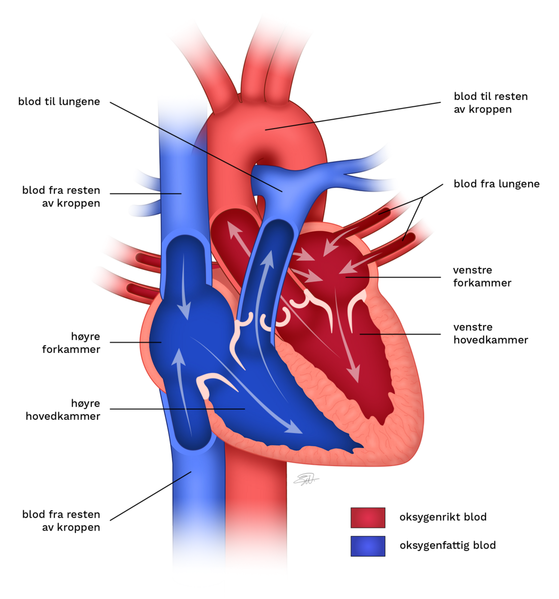 En skjematisk tegning av et gjennomskåret hjerte viser de fire kamrene, fire klaffene og de store årene som fører til og fra hjertet. Piler viser retningen blodet pumpes.