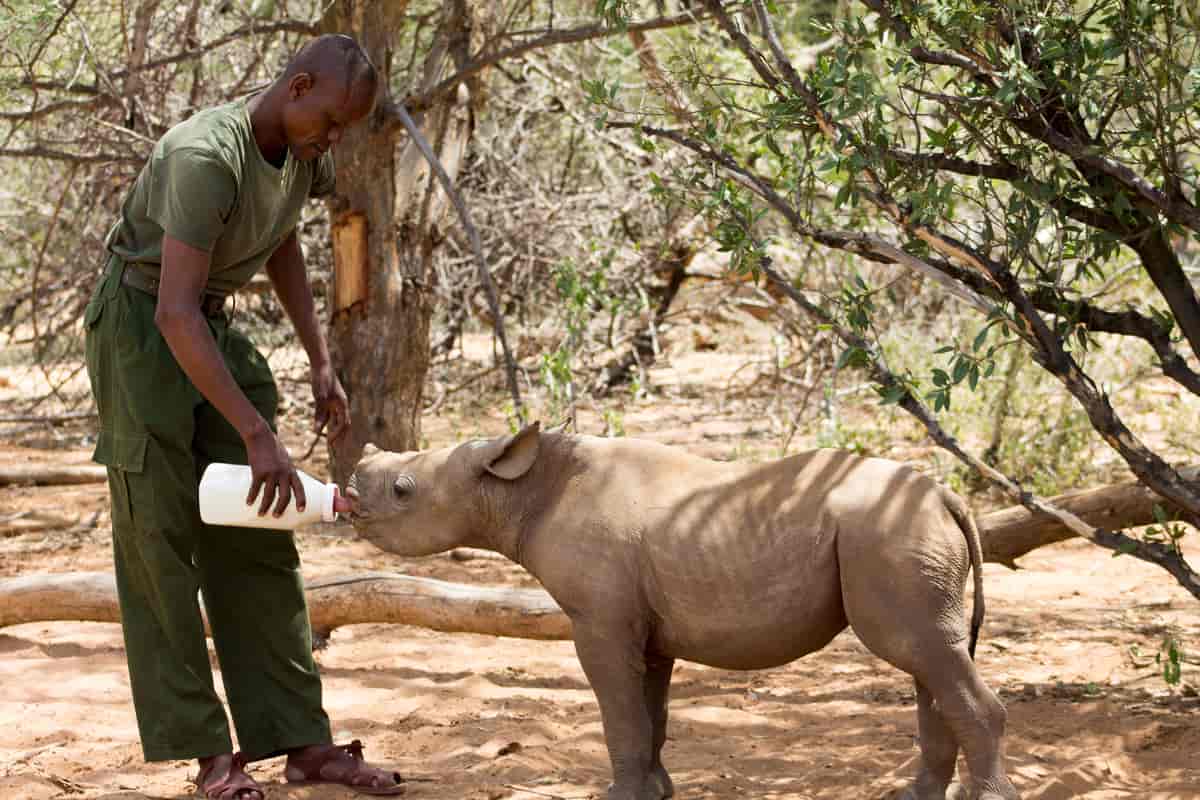 En dyrepasser mater en spissneshorn-unge med flaske ved Reteti Elephant sanctuary i Samburu, Kenya, 2017
