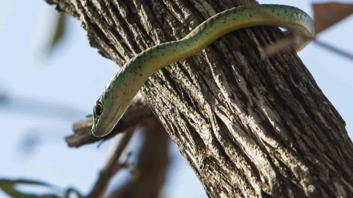 Flekket Busksnok. Spotted Bush Snake [Philothamnus semivariegatus] Tanzania