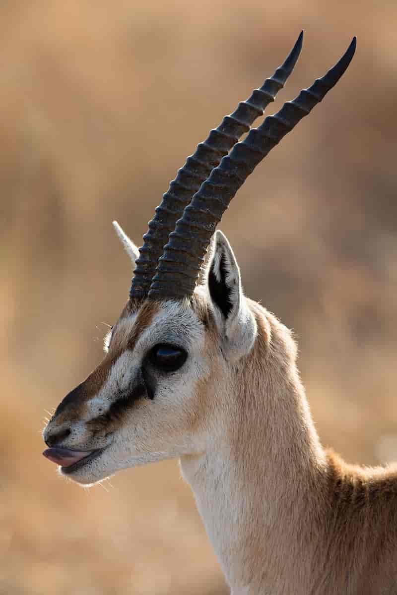 Thomsongaselle, gazella thomsoni