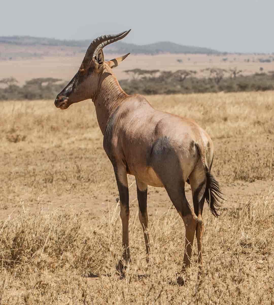 Korrigum antilope, Topi