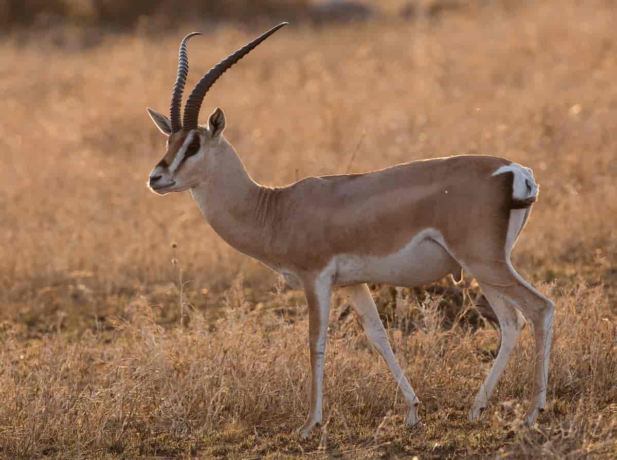 The Grant's gazelle (Nanger granti)