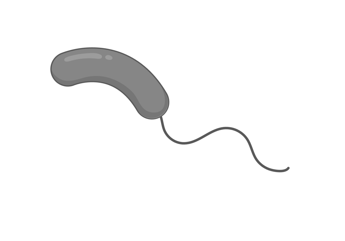 Tegning av en Vibrio-bakterie