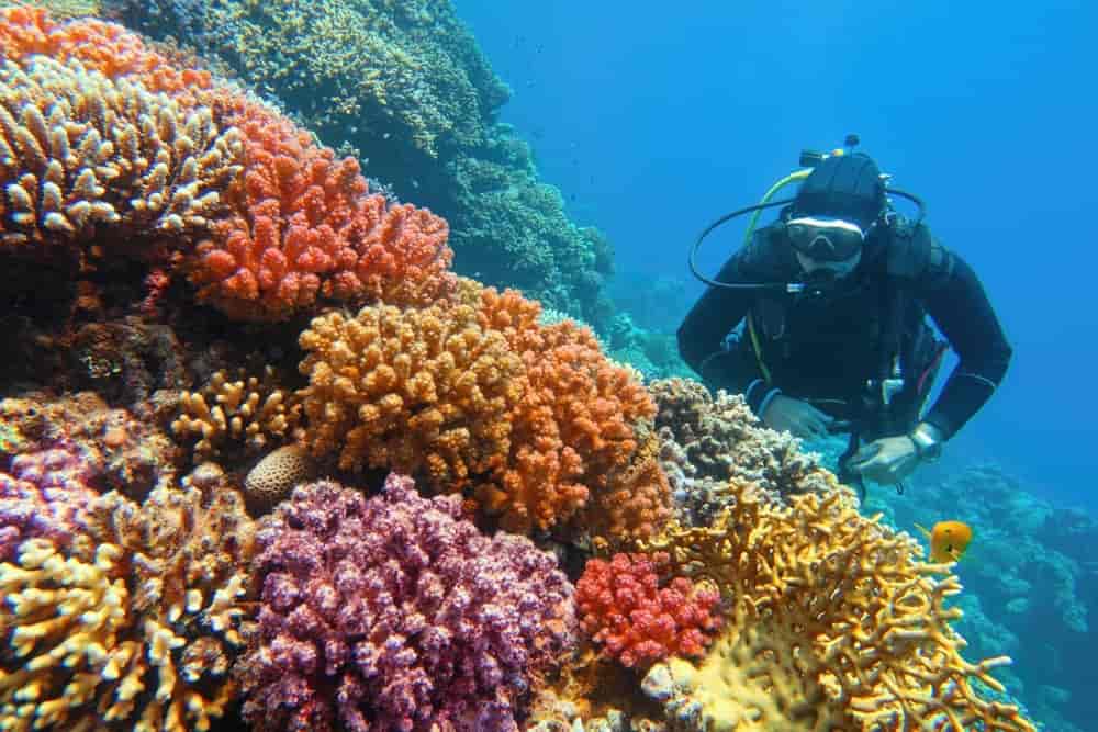 dykker ser på fargerike koraller