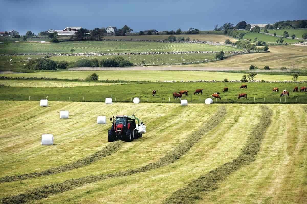 En slått eng, der det ligger rader med gress. En traktor kjører og samler opp gresset. Ved siden av traktoren ligger rundballer som er pakket inn i plast. 