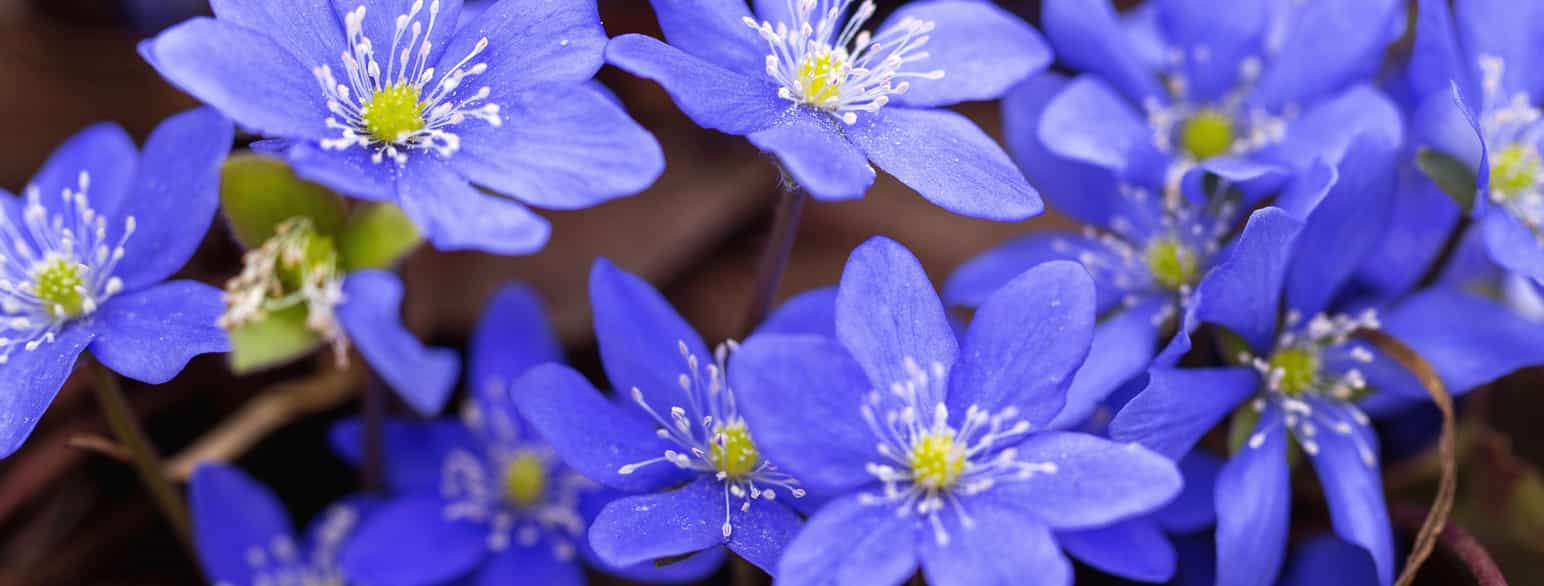 Fotografi av typisk blomst, blåveis. Blåveisene har enkle kronblader, og synlige pollenbærere.