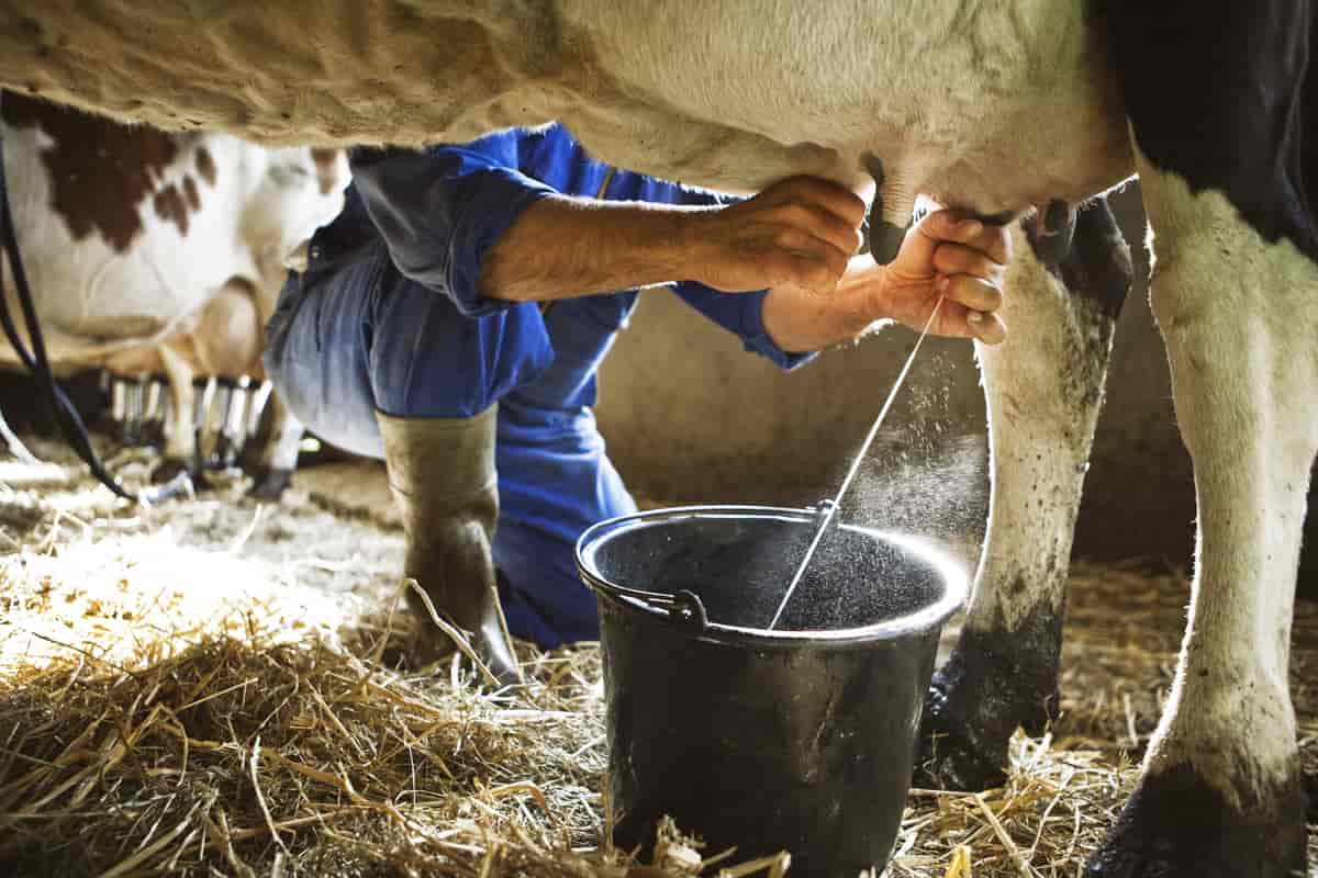 Mann drar i spenene på kua, så det renner melk ned i ei bøtte