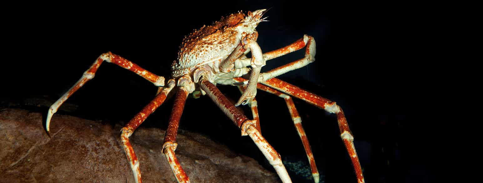 Fotografi av rødaktig krabbe i mørket av havet. Kroppen smalner av foran, og den har lange bein, som en edderkopp.