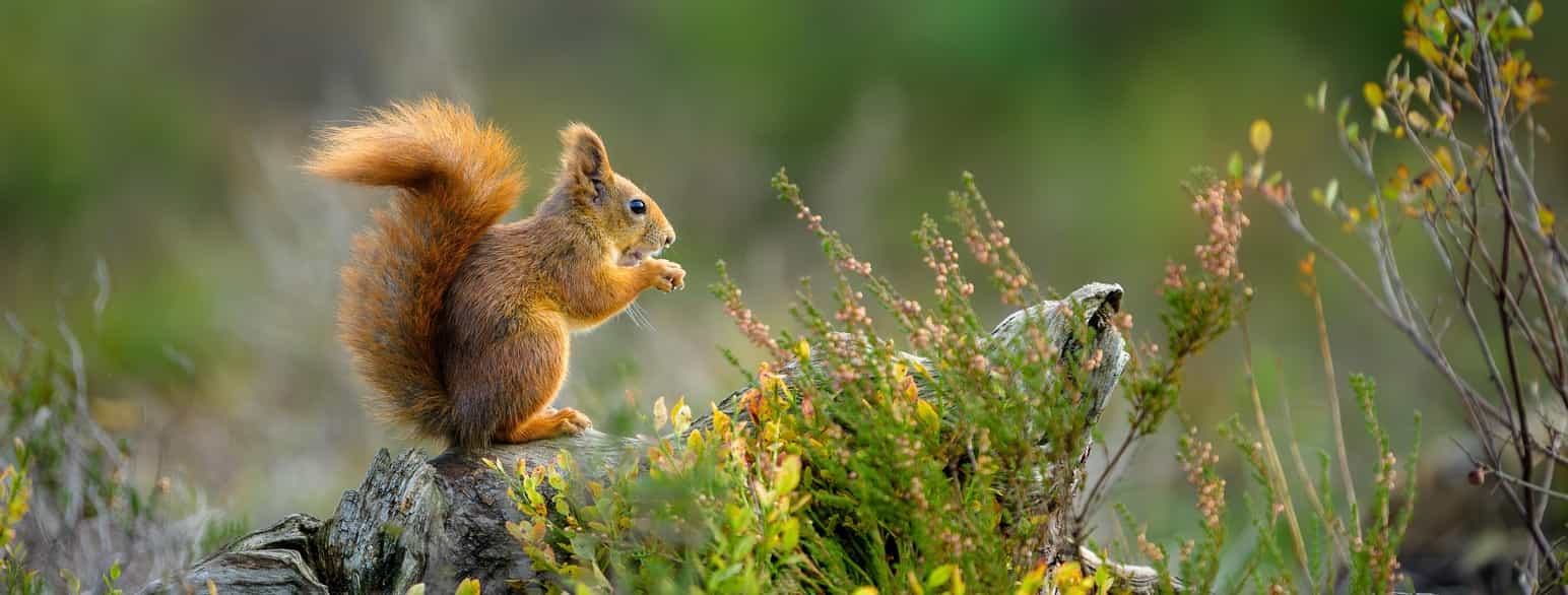 Lite dyr med brun pels og buskete hale sitter på en stokk på bakken