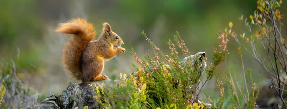 Lite dyr med brun pels og buskete hale sitter på en stokk på bakken