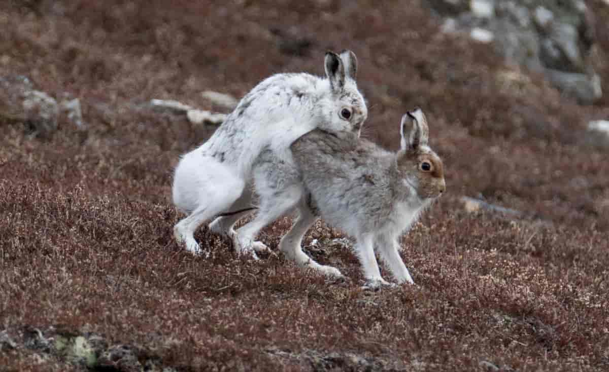 Fotografi av to harer. Den ene holder rundt den andre bakfra, og ser ut til å bite seg fast i ryggen mens de parer seg. Bakken rundt er brun med lite vegetasjon. Harene er i ferd med å skifte fra vinterpels til sommerpels.
