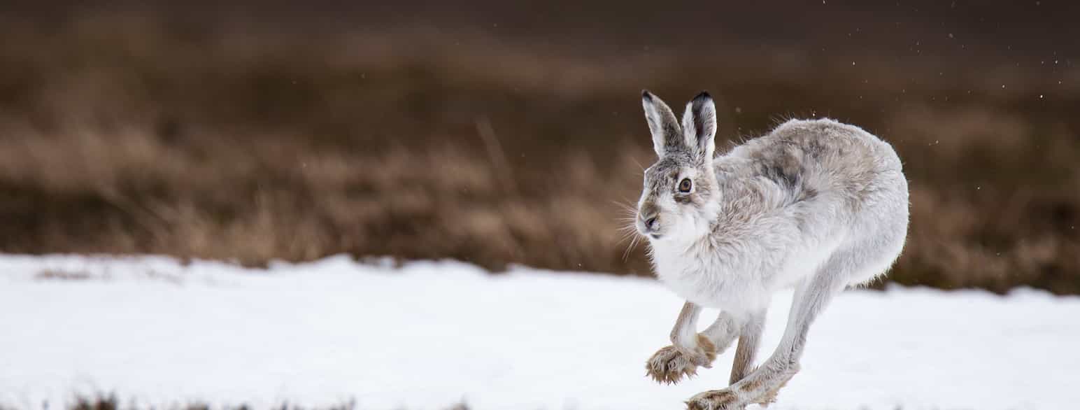 Fotografi. En hare med lange ører springer over mark. I bakgrunnen er det snø. 