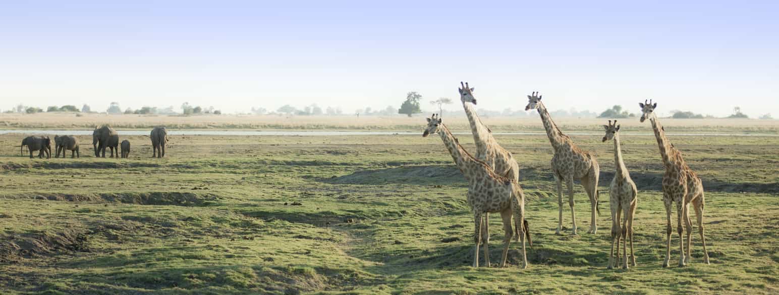Fotografi av giraffer og elefanter som ruver over et flatt landskap