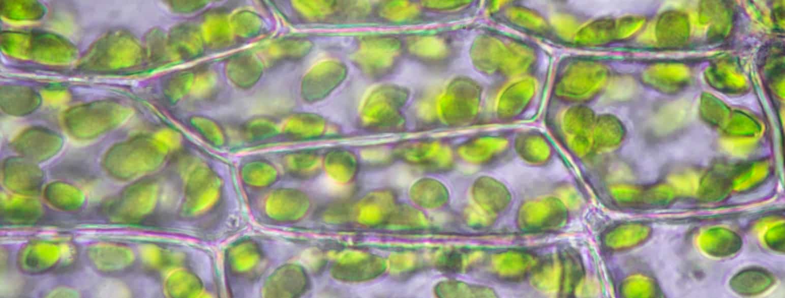 Mikroskopfotoet viser mange celler. Det ser ut som små, gjennomsiktige rom som ligger inntil hverandre, avgrenset av tynne vegger. I cellene er det runde, grønne sirkler. Disse er kloroplastene. 