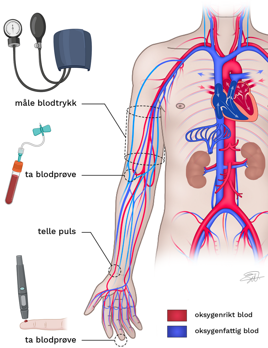 Blodtrykk, puls og blodprøver