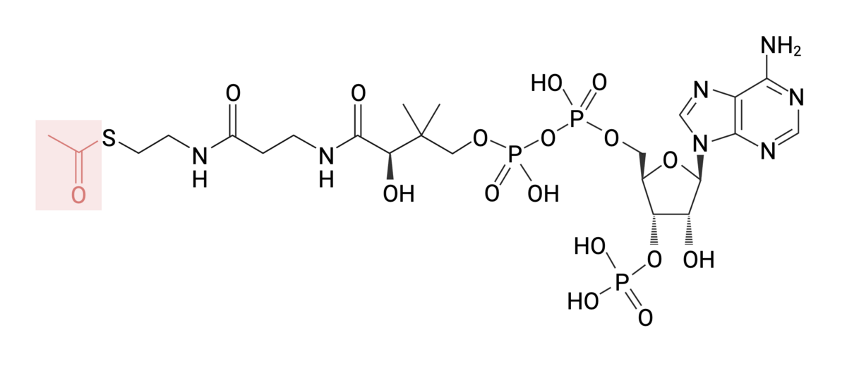 Strukturformel for acetylkoenzym A