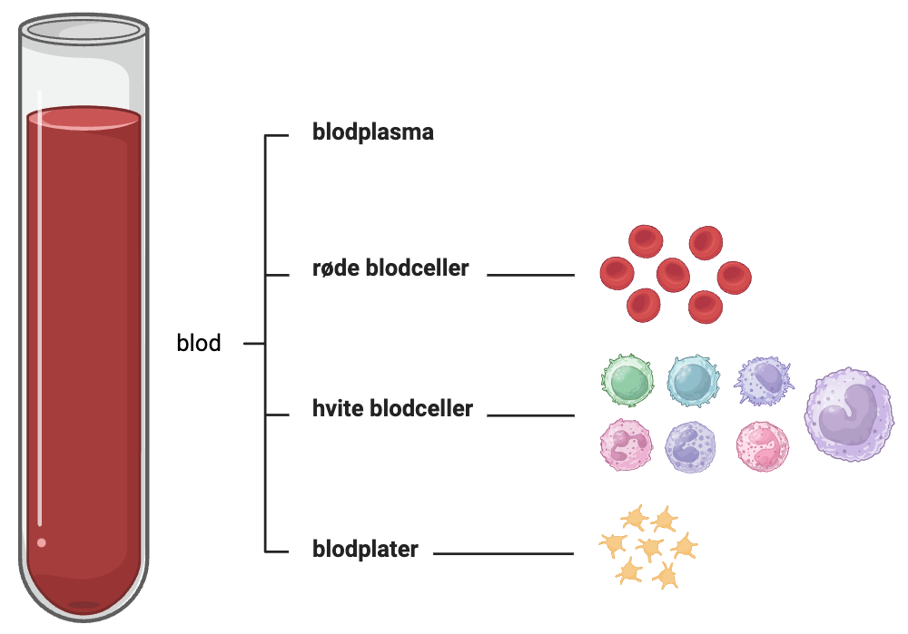 Tegning av blodprøve i prøveglass, og tegning av hvordan røde blodceller, hvite blodceller og blodplater ser ut. 