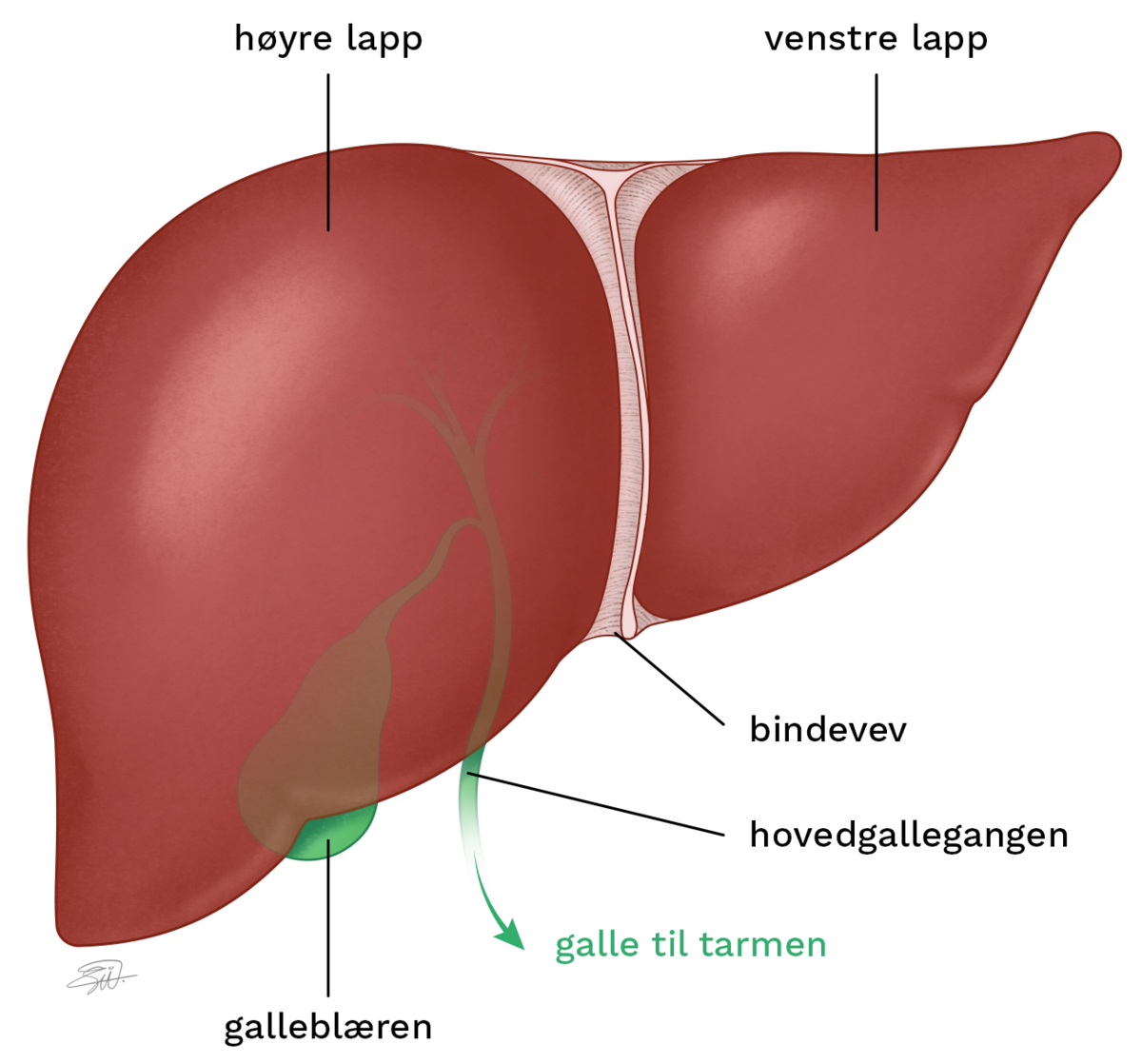 Leveren er et rødbrunt, trekantformet organ. Galleblæren er grønnfarget og ligger under leveren, nede til høyre.