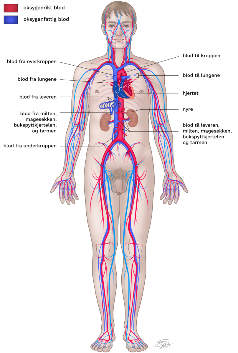 Blodsirkulasjonen i kroppen